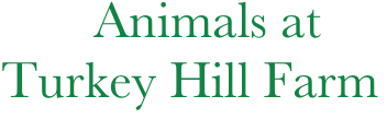        Animals at 
Turkey Hill Farm