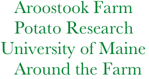    Aroostook Farm
   Potato Research
University of Maine
   Around the Farm