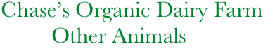        Chase’s Organic Dairy Farm
                Other Animals