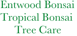   Entwood Bonsai
  Tropical Bonsai
       Tree Care