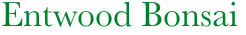 Entwood Bonsai