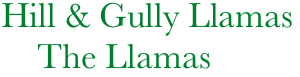         Hill & Gully Llamas
            The Llamas