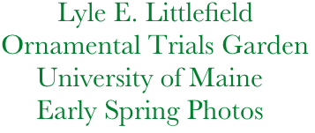            Lyle E. Littlefield
   Ornamental Trials Garden
        University of Maine
        Early Spring Photos 
      