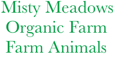   Misty Meadows 
   Organic Farm
   Farm Animals