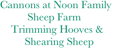 Cannons at Noon Family 
          Sheep Farm
    Trimming Hooves & 
         Shearing Sheep