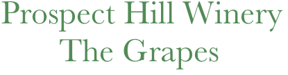  Prospect Hill Winery 
        The Grapes