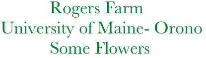            Rogers Farm
University of Maine- Orono
           Some Flowers