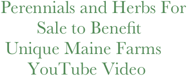     Perennials and Herbs For                                   
            Sale to Benefit
     Unique Maine Farms 
          YouTube Video