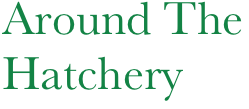 Around The Hatchery