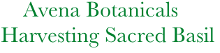              Avena Botanicals
         Harvesting Sacred Basil