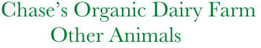 Chase’s Organic Dairy Farm
                Other Animals