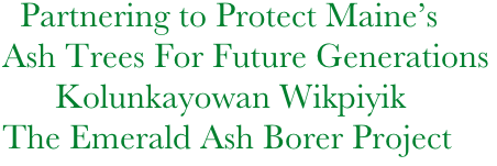   Partnering to Protect Maine’s        
Ash Trees For Future Generations
      Kolunkayowan Wikpiyik
The Emerald Ash Borer Project