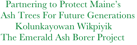 Partnering to Protect Maine’s        
Ash Trees For Future Generations
      Kolunkayowan Wikpiyik
The Emerald Ash Borer Project