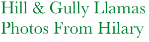         Hill & Gully Llamas
        Photos From Hilary