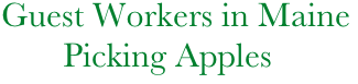 Guest Workers in Maine
       Picking Apples