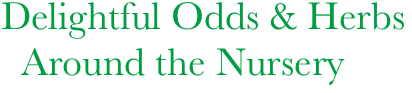 Delightful Odds & Herbs
  Around the Nursery